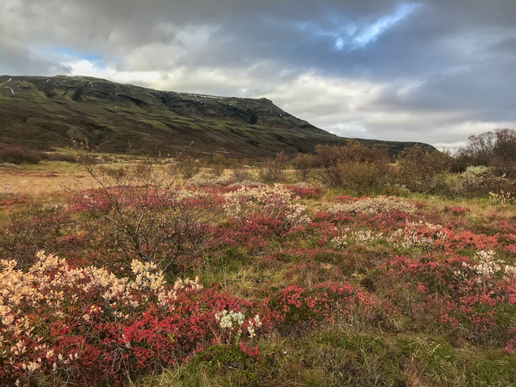 The land around Mirror Lodge Iceland in the autumn